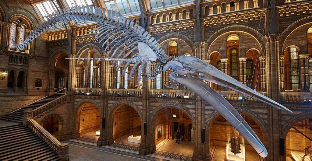 The Natural History Museum